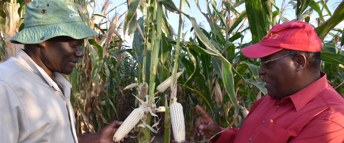 breeding-for-drought-tolerance-to-maximize-yield-gains