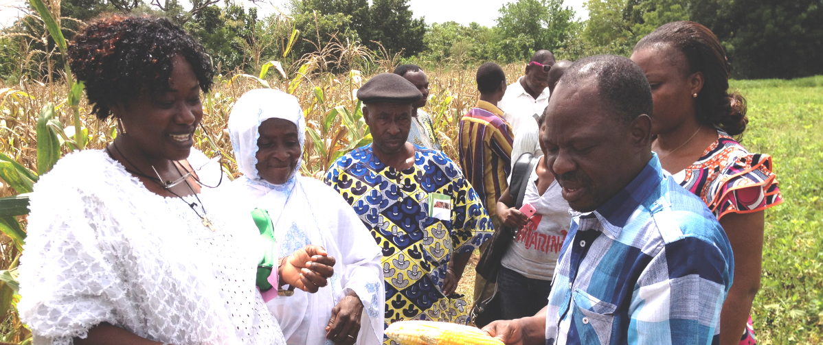 creating-awareness-about-drought-tolerant-maize-benin-tsedeke-abate-cimmyt-10-october-2012