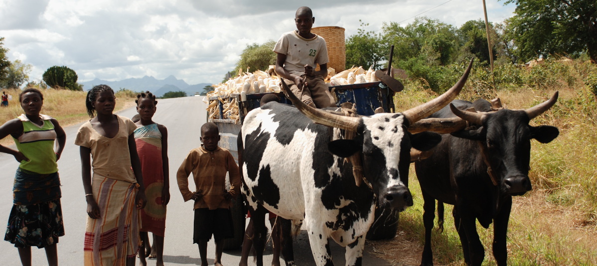 transporting-maize-harvest-tete-province-mozambique-tsedeke-abate-cimmyt-27-april-2013