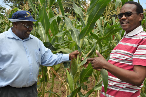 Stress Tolerant Maize for Africa » Drought-tolerant hybrid seed offers farmers reprieve from hunger