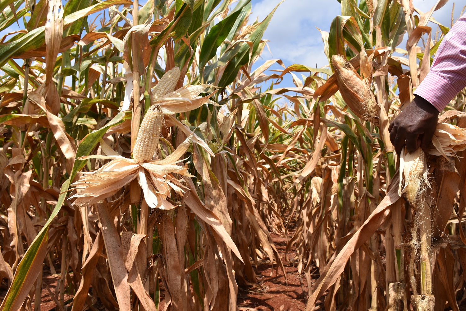 Good Entry 42 DT hybrid in Kiboko