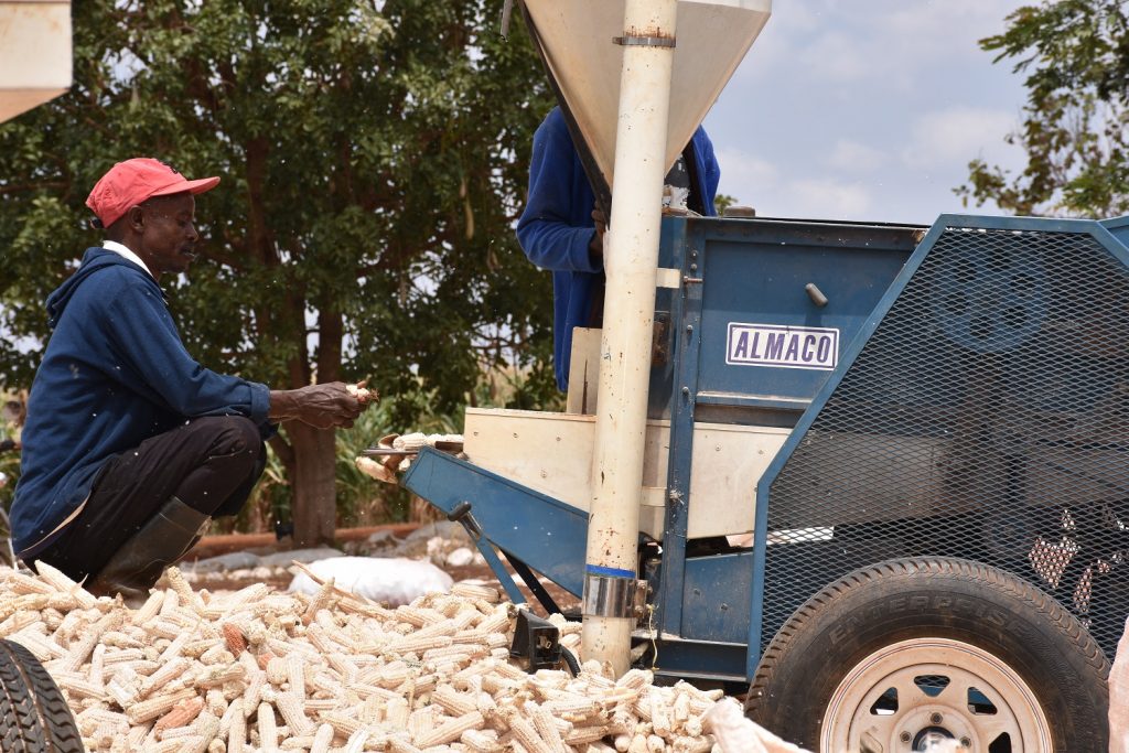 Shelling Low N maize cobs in Kiboko for yield measurement