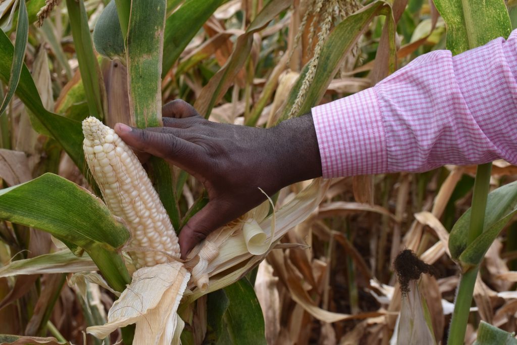 Checking grain filling in DT maize cob in Kiboko Sept 2019