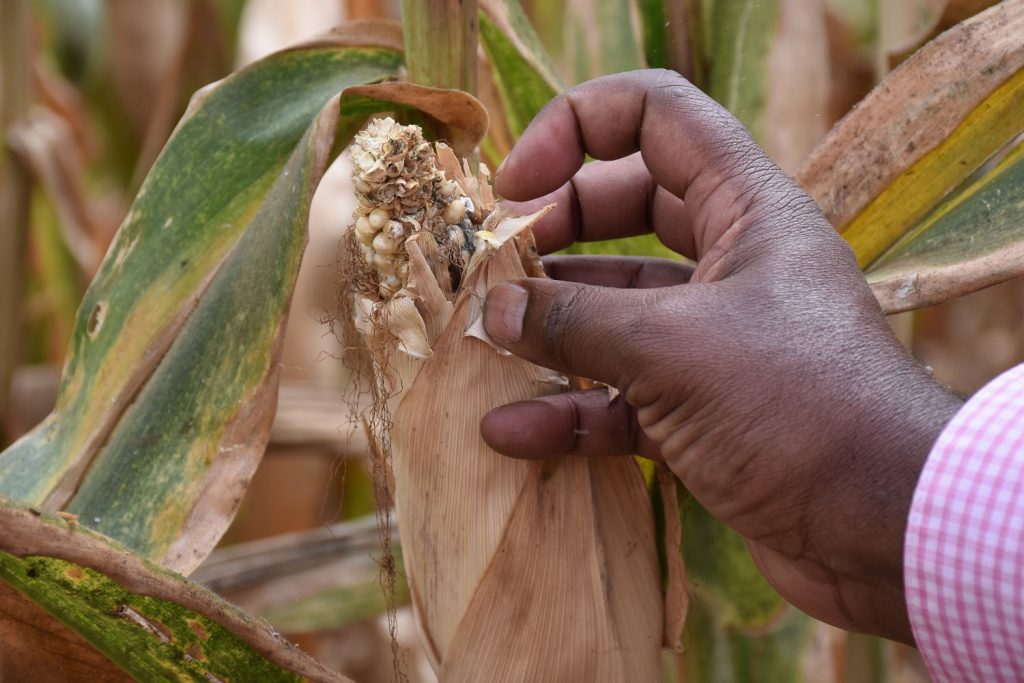 Cob not well covered by husk is prone to attacks Kiboko Sept 2019