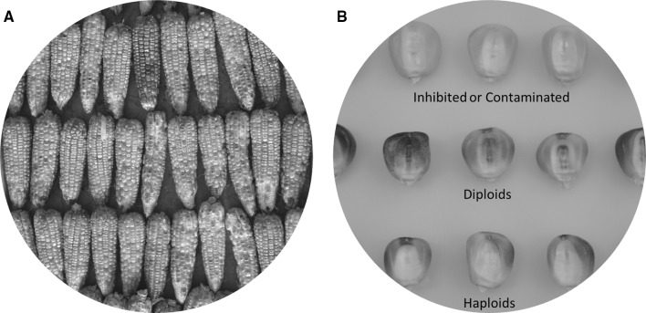 Doubled haploid technology for line development in maize: technical advances and prospects